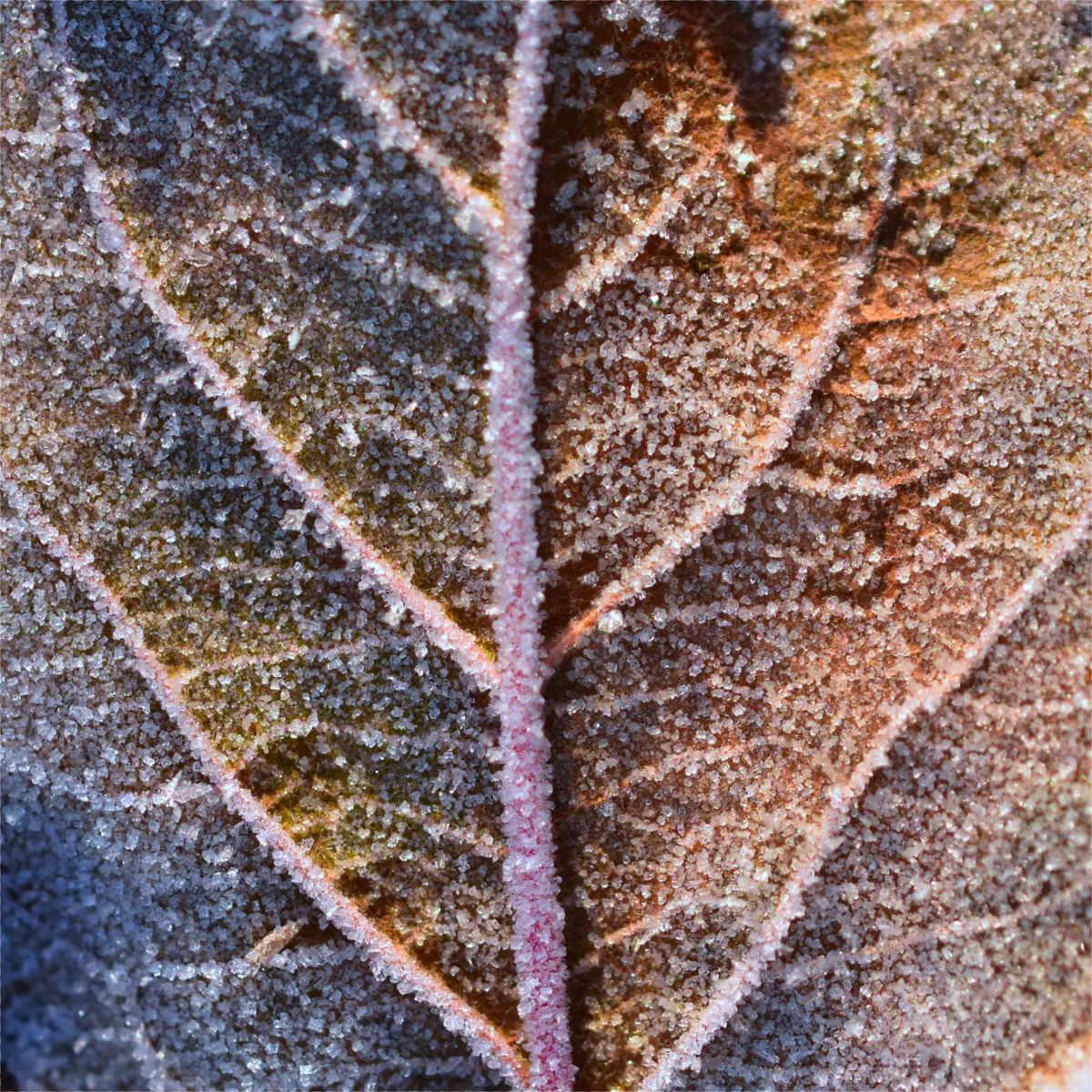 枯れ葉についた霜