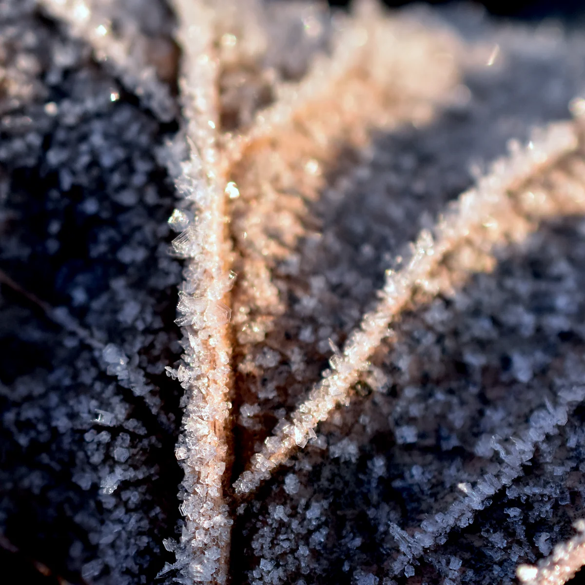 枯れ葉についた霜