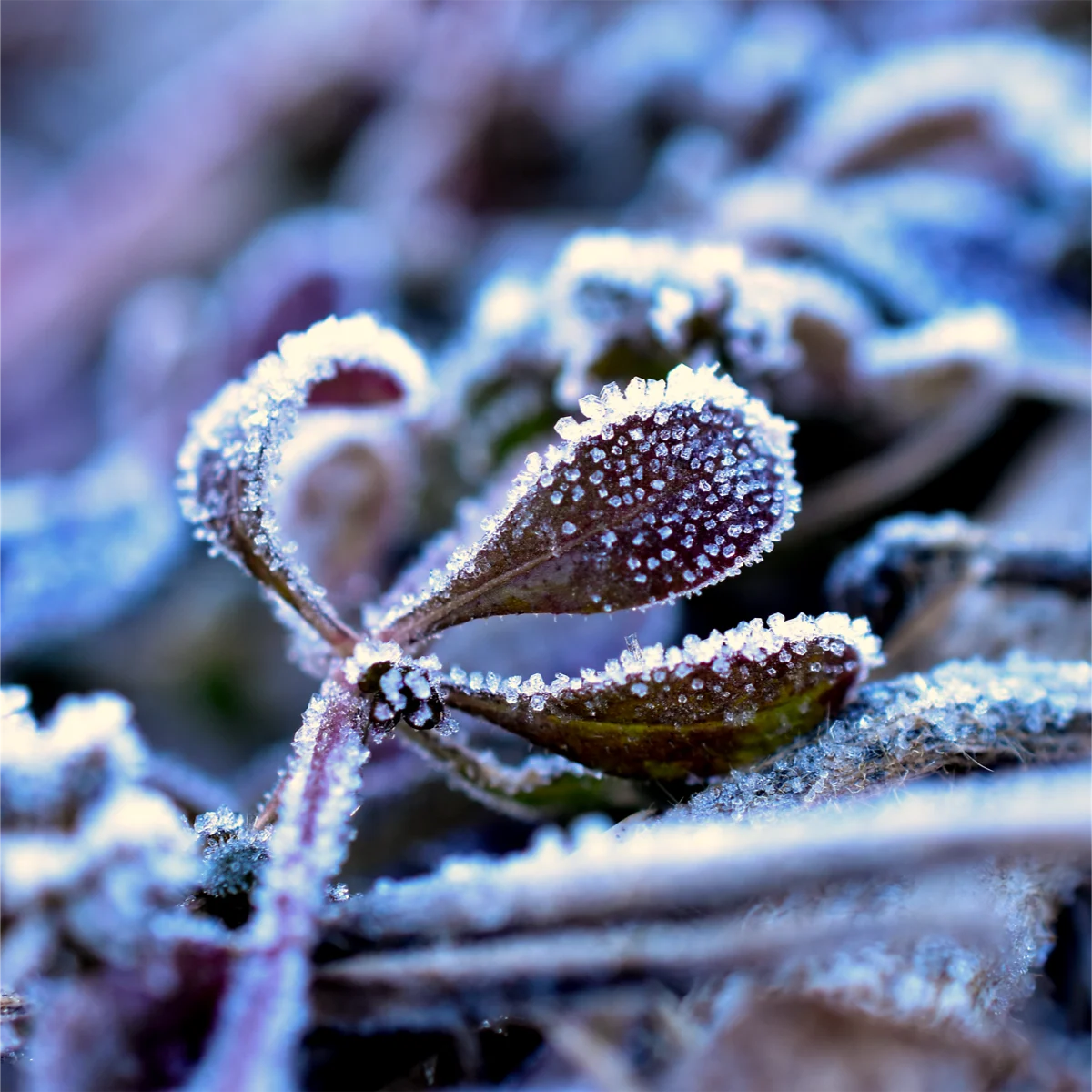 草の葉裏についた霜