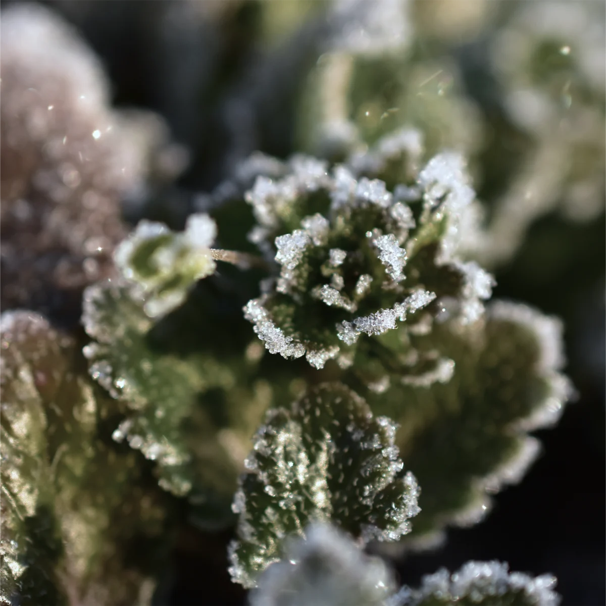 草の葉についた霜