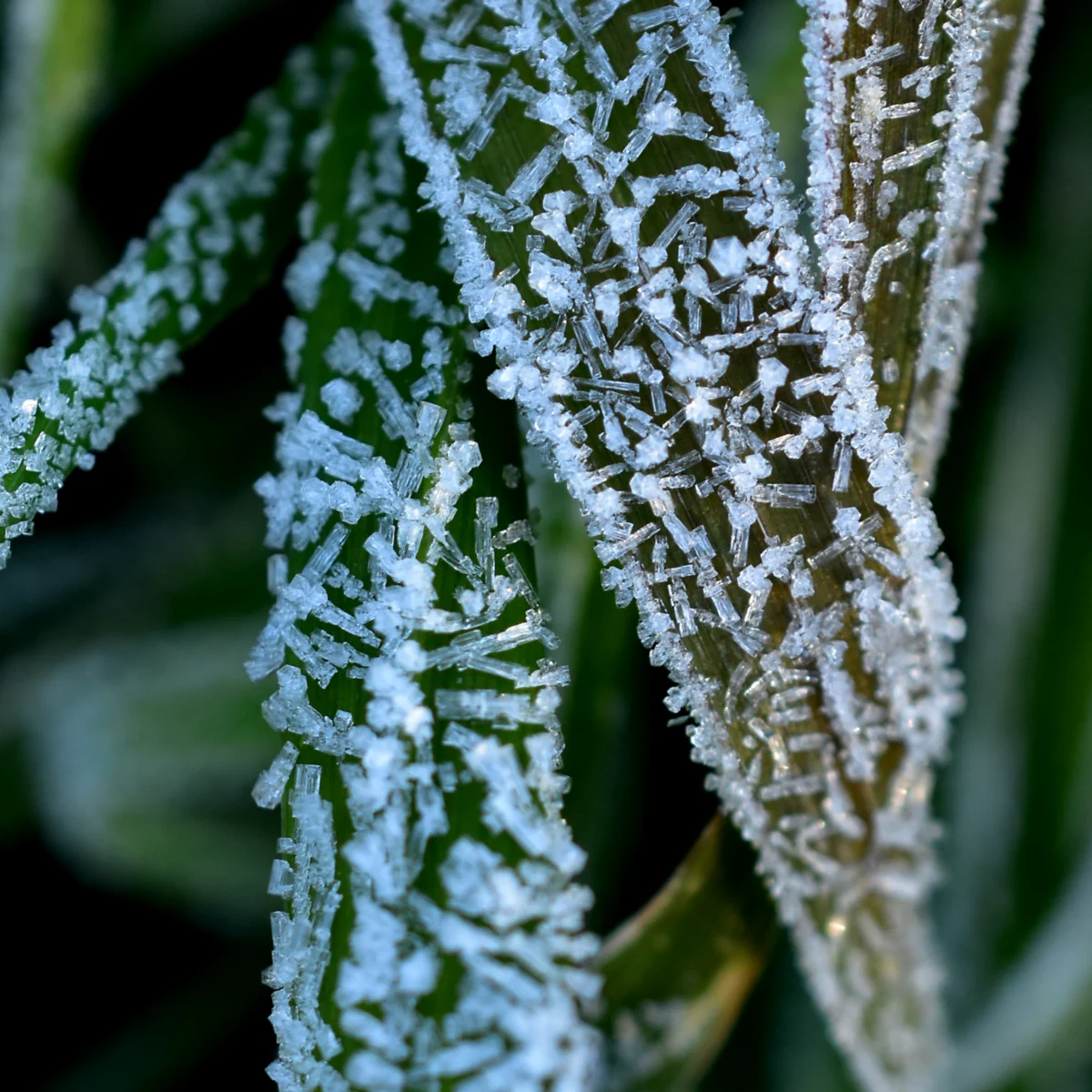 草の葉についた霜
