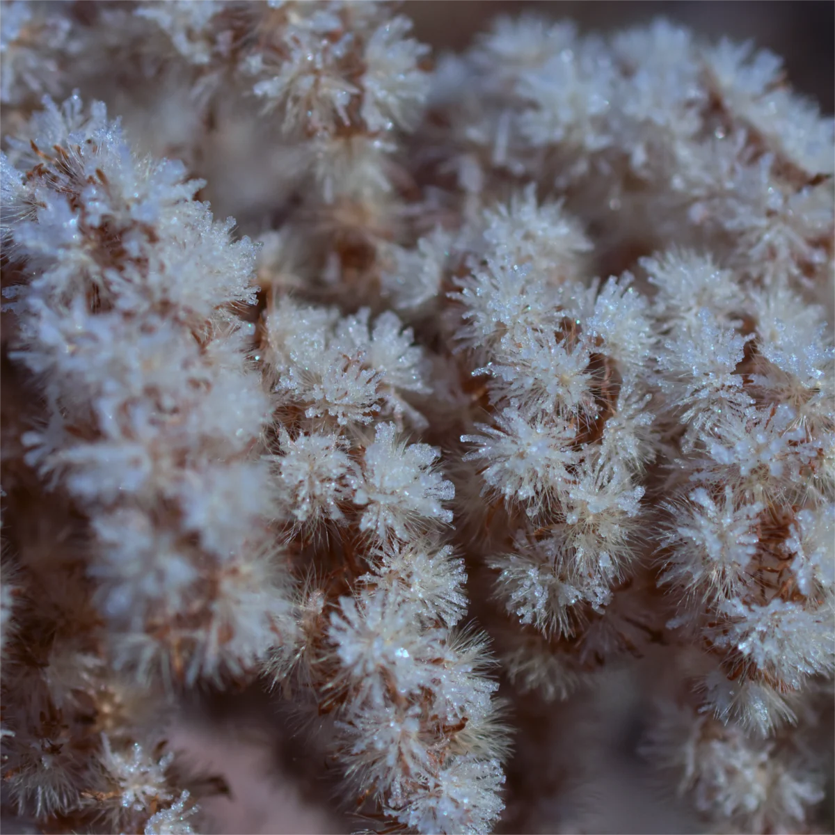 セイタカアワダチソウのの穂についた霜