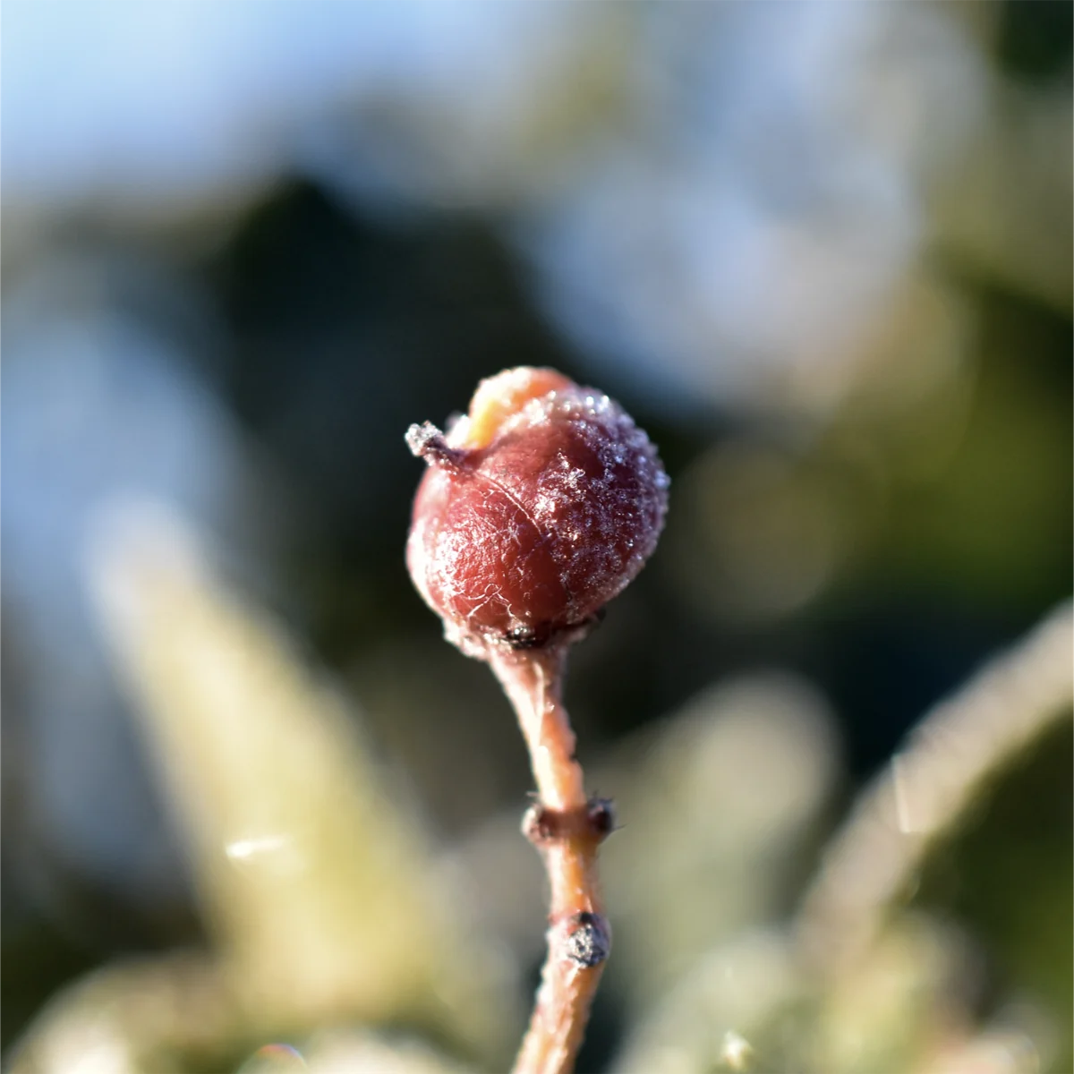 マサキの実についた霜