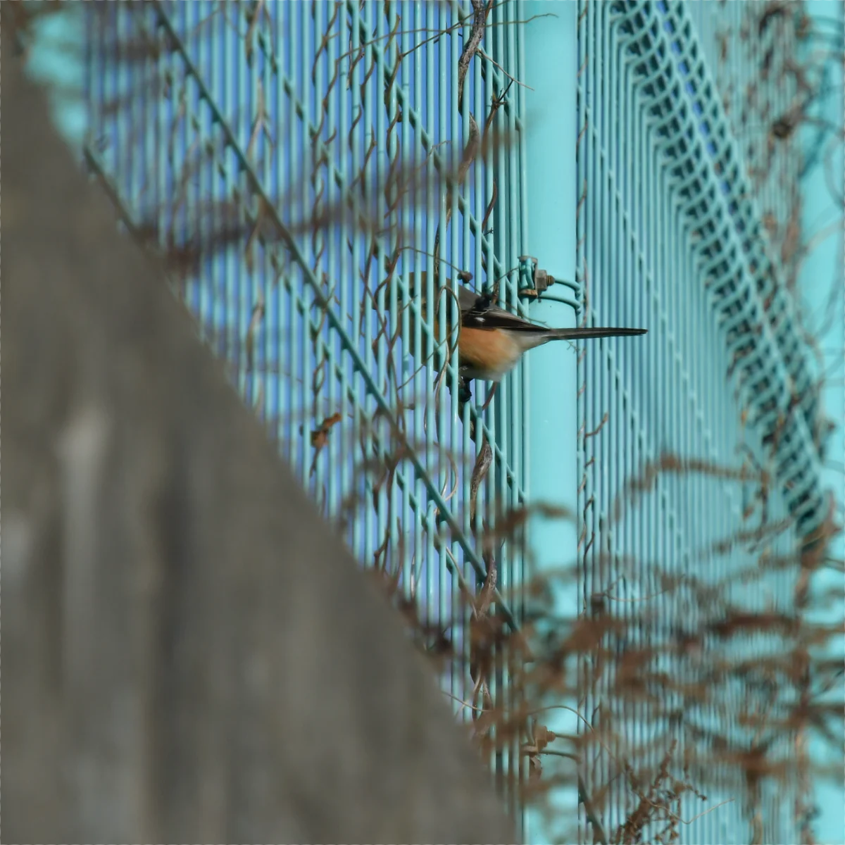 金網フェンスに止まるモズの尾だけが見えている