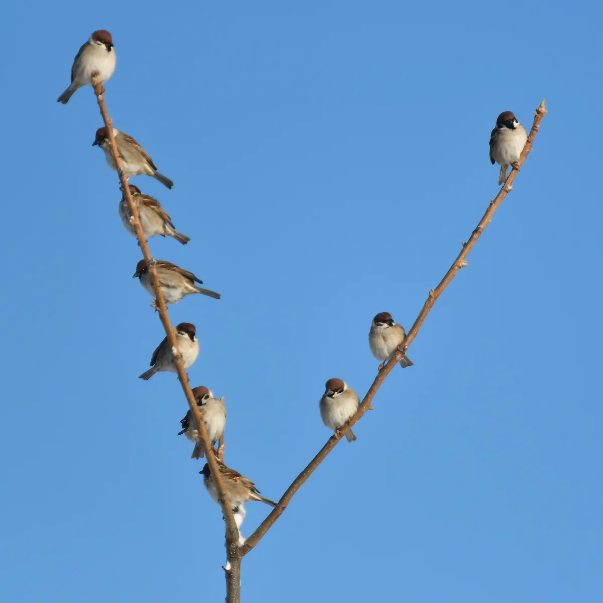 Y字状の枝にスズメがたくさん止まっている