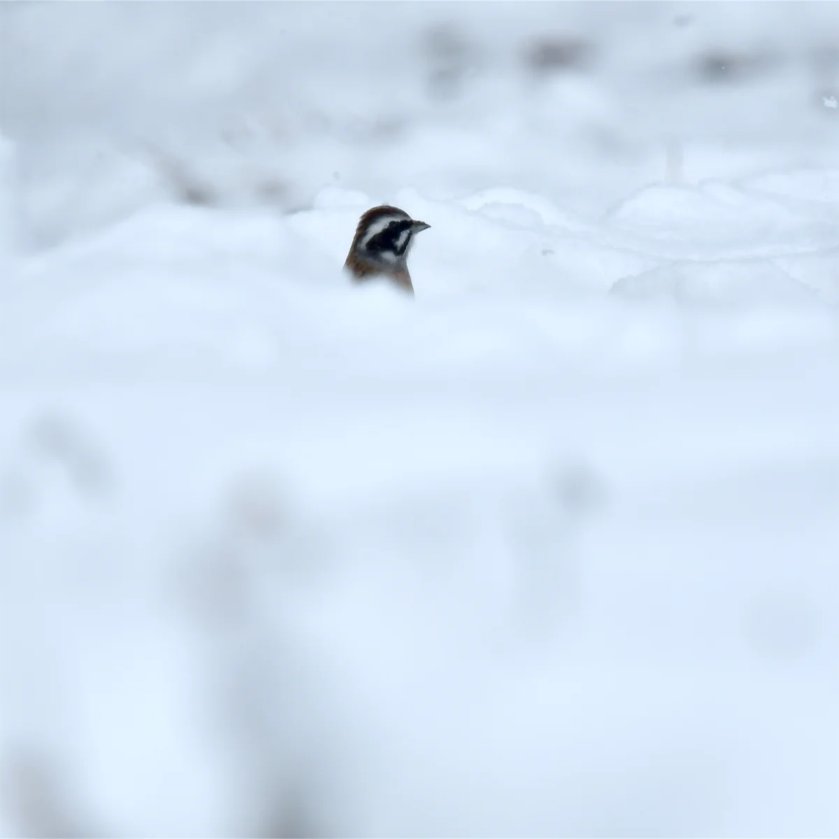 雪上にホオジロの頭部だけが見える