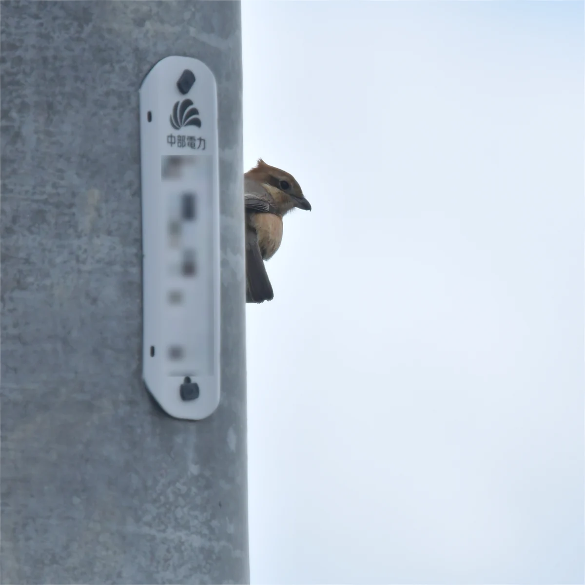 電柱に隠れるように止まっているモズ