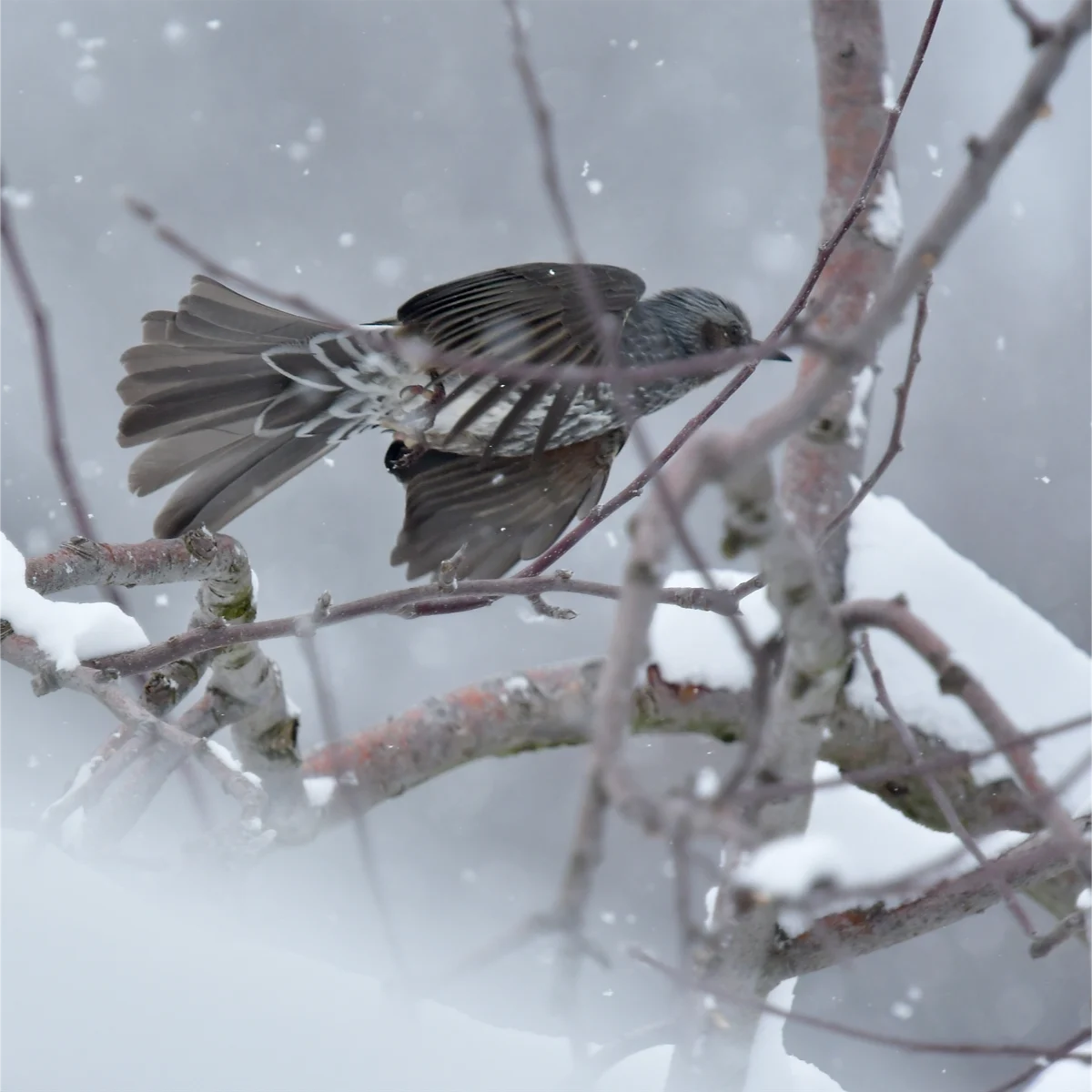 リンゴの枝から飛び立ったヒヨドリ