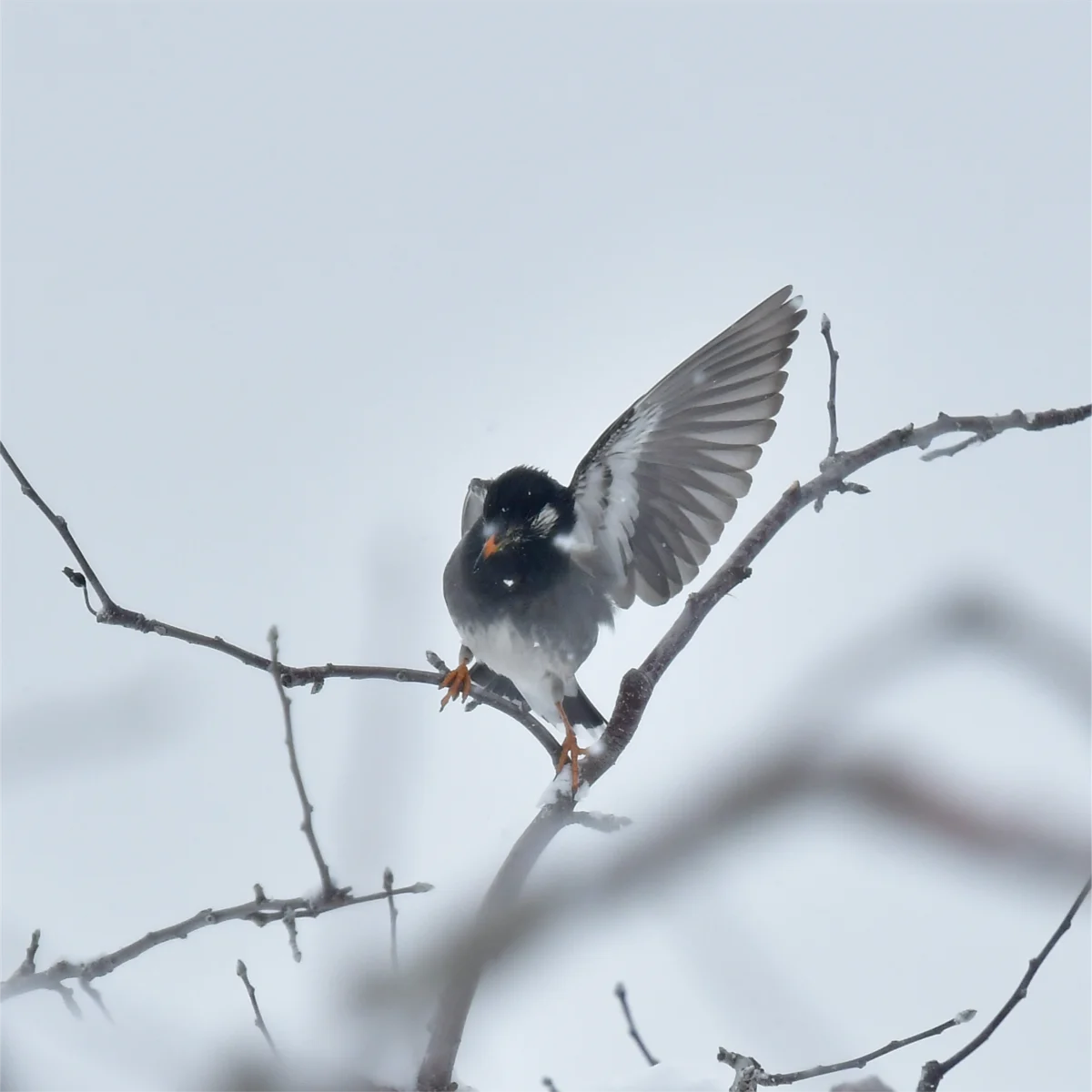 片方の翼を広げてバランスを取るムクドリ