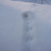 雪の中に消えゆく足跡
