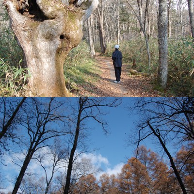 秋の森歩き