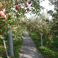 リンゴ畑の迷路