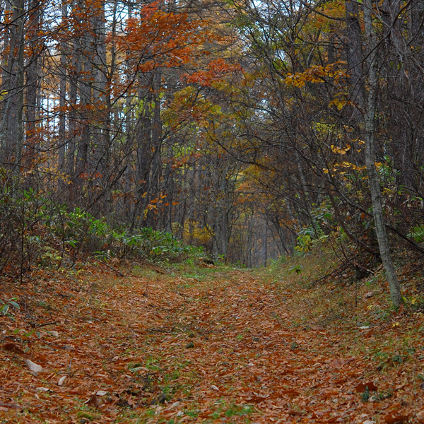 森の中の道