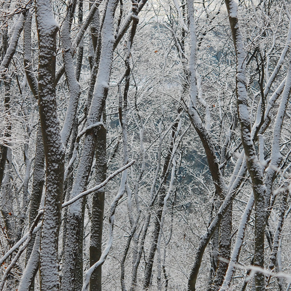 雪化粧の森