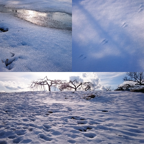 雪解けの散歩