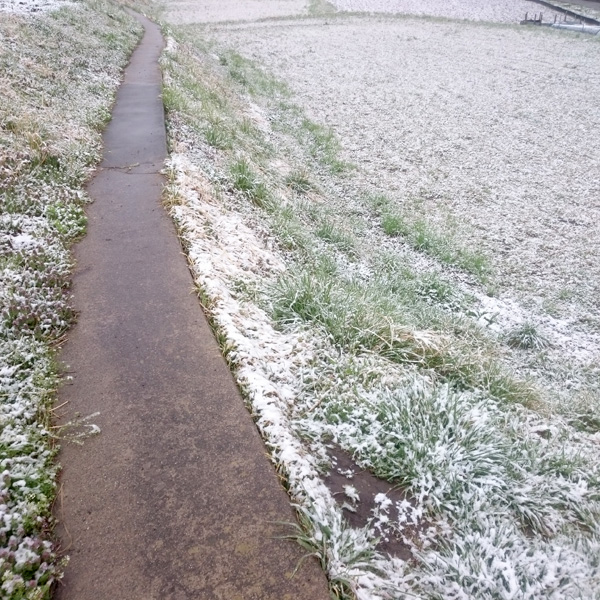 雪の畦道散歩