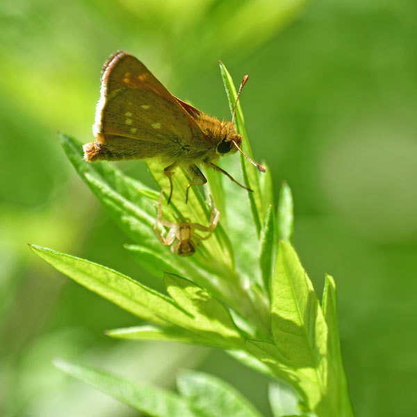 アカセセリ