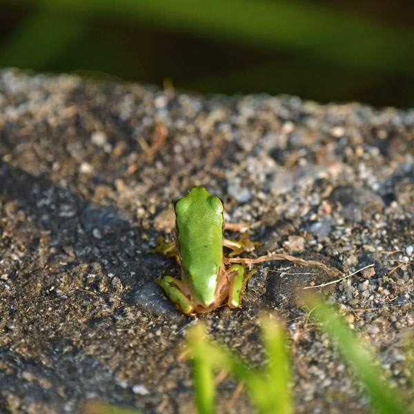 ニホンアマガエル