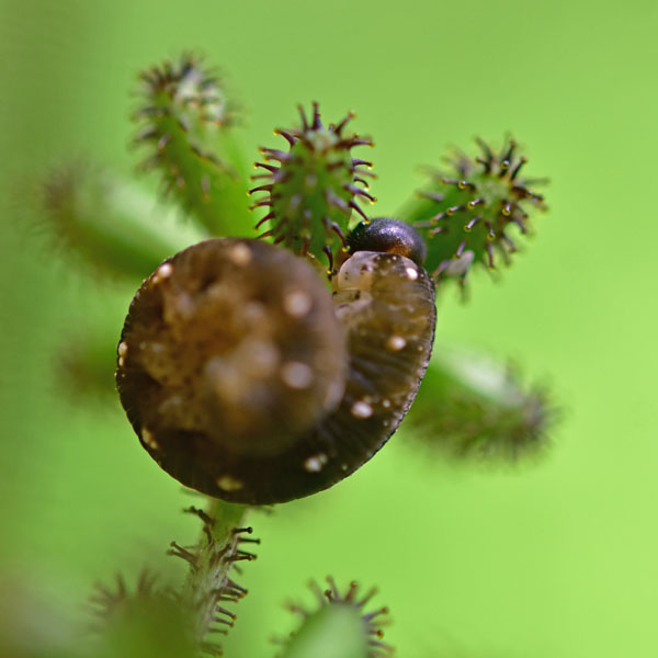 ハバチ芋虫