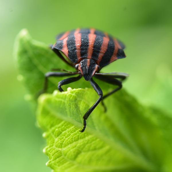 アカスジカメムシ