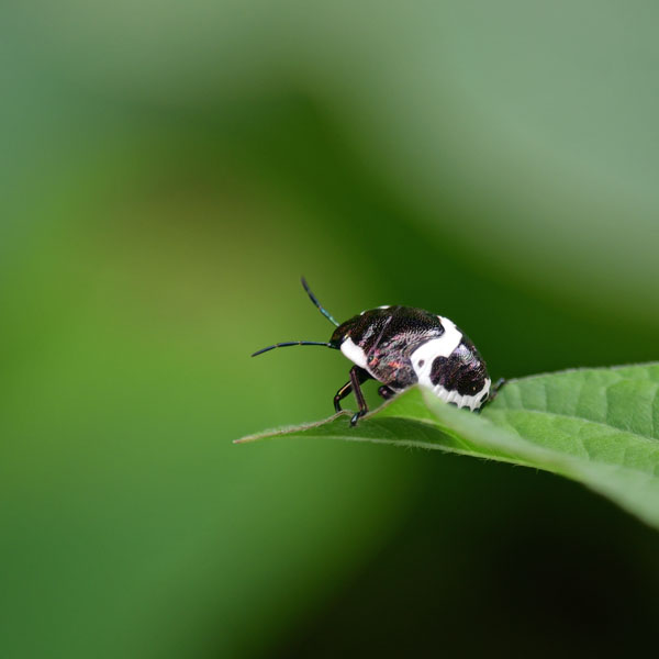 アカスジキンカメムシ