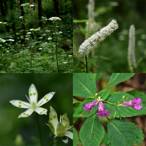 湿地の花