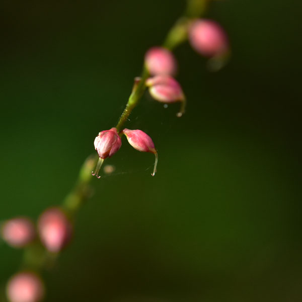 ミズヒキ花