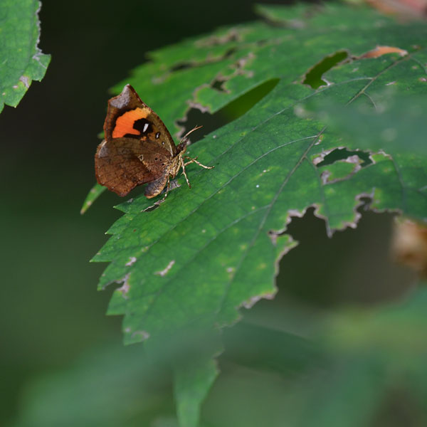 イカリモンガ