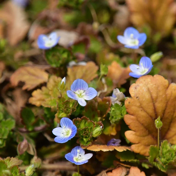 オオイヌノフグリ