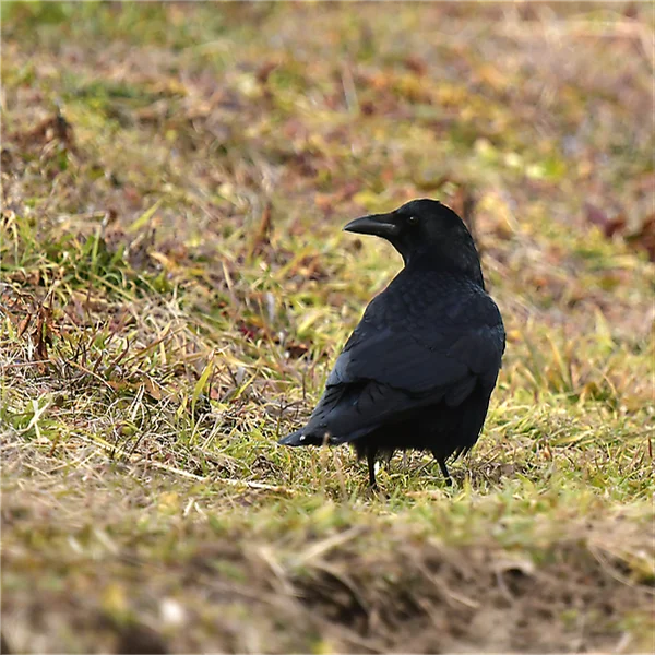 ハシボソガラス