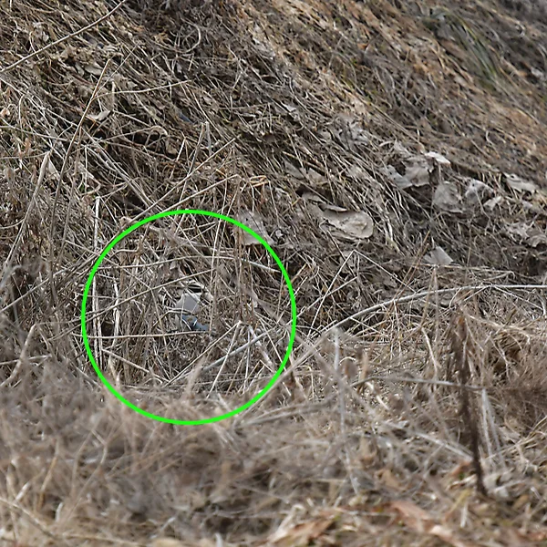 オナガ（答え）