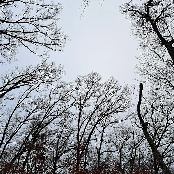 いつもの近所の森