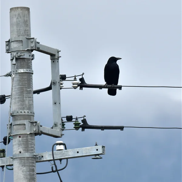 ハシボソガラス