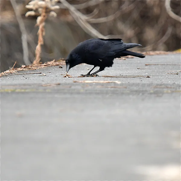 クルミをついばむハシボソガラス