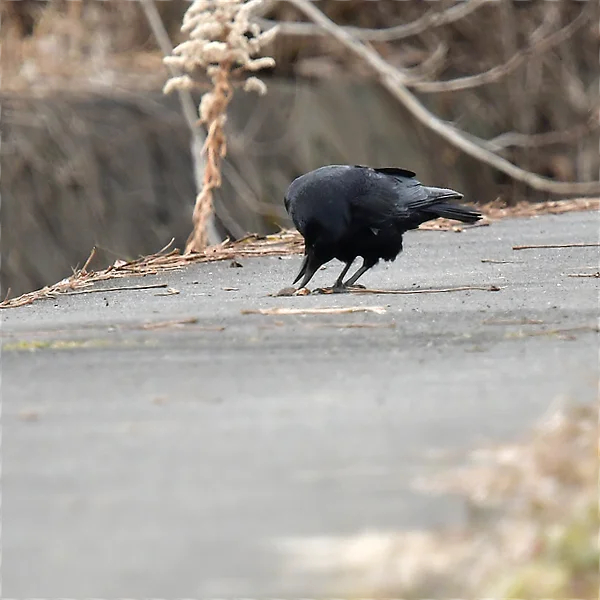 クルミをついばむハシボソガラス