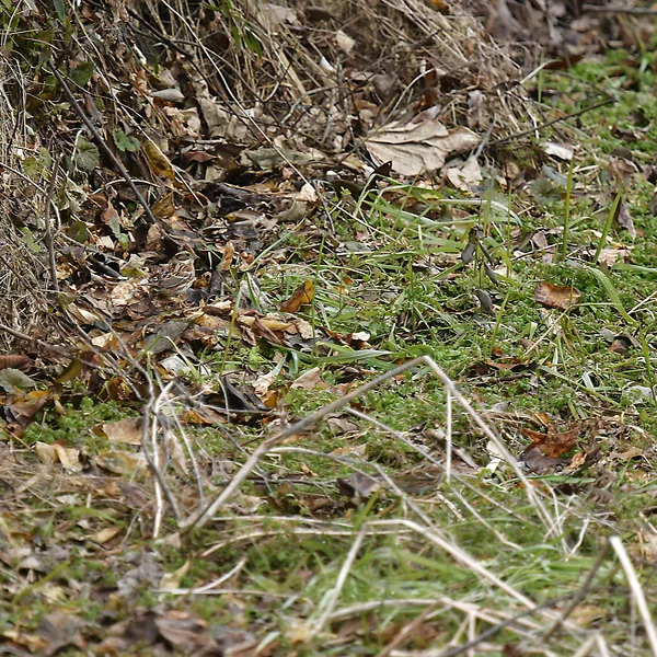 カシラダカの保護色
