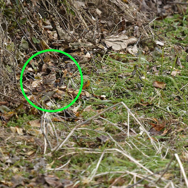 カシラダカの保護色（答え）