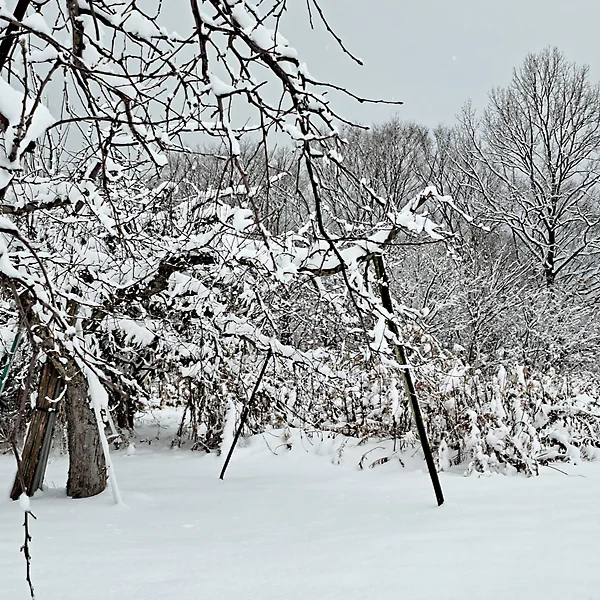 雪景色のリンゴ畑