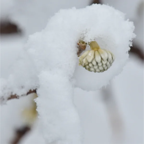 雪をのせたミツマタ
