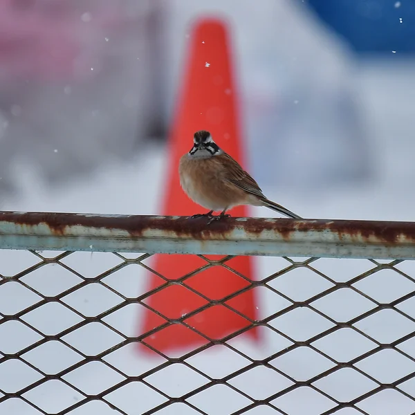 コーンに止まるホオジロ