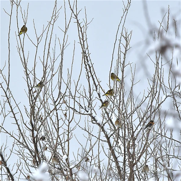 カワラヒワとアトリ
