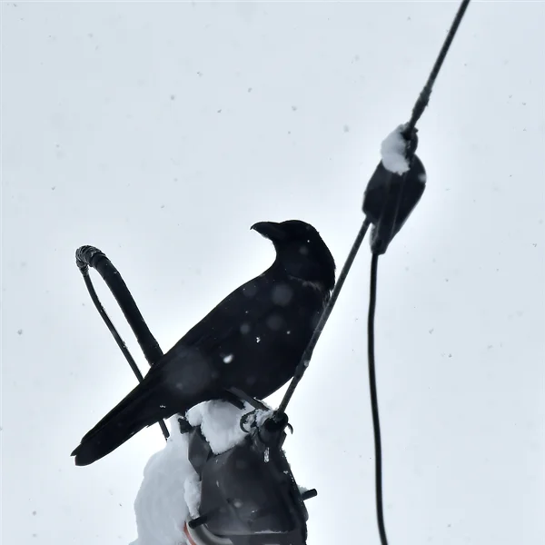 ハシボソガラス