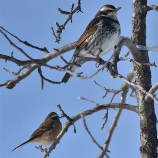 ツグミとホオジロ