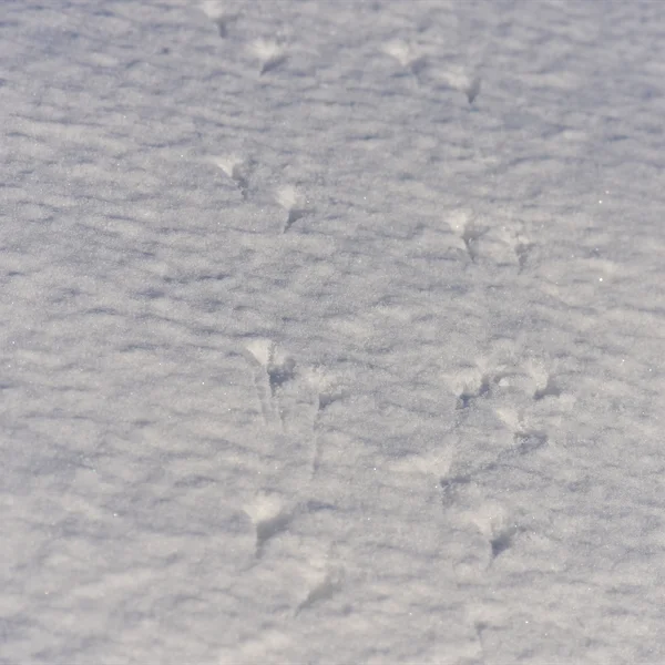 ホオジロの雪上の足跡