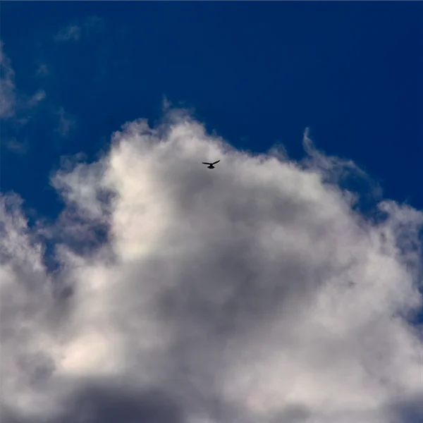 チョウゲンボウ