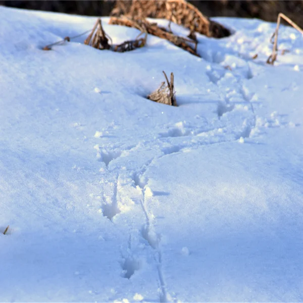 雪上の足跡