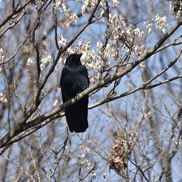 ハシボソガラス