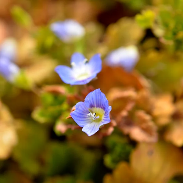 オオイヌノフグリ