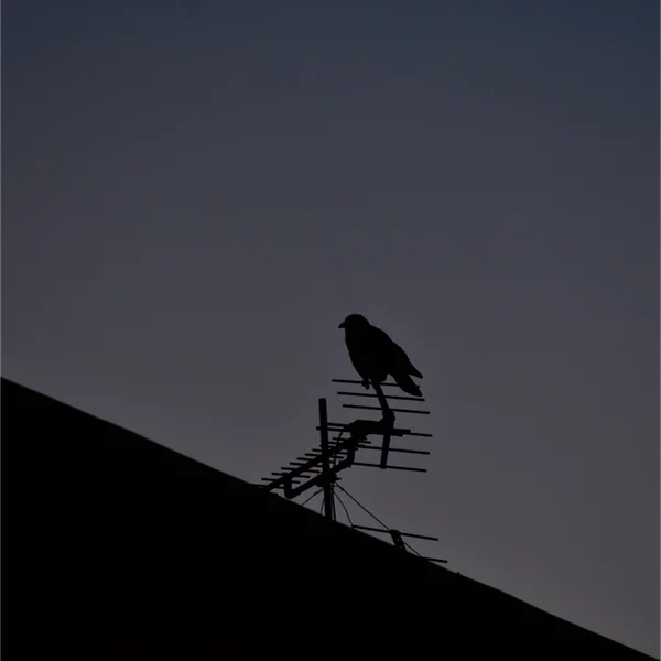 アンテナに止まるハシボソガラス