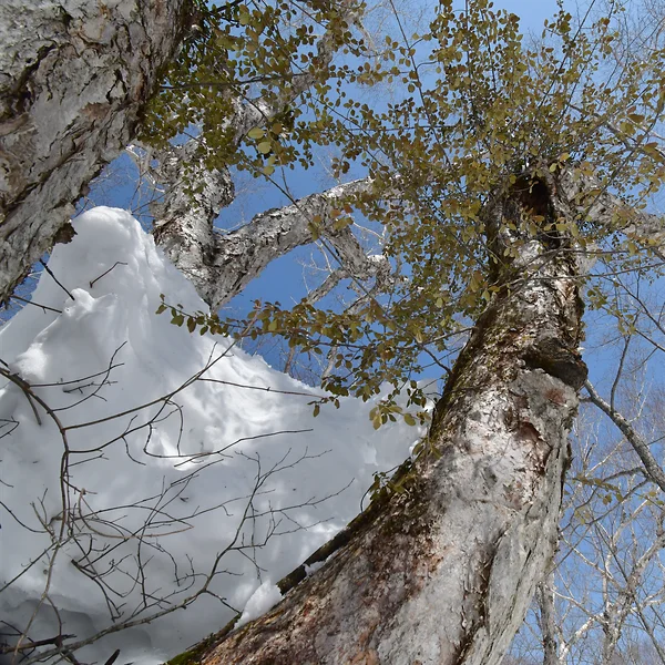 雪を乗せた巨樹